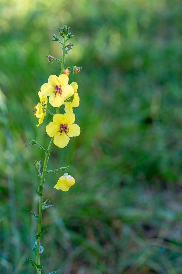 Fiori gialli... di Verbascum blattaria